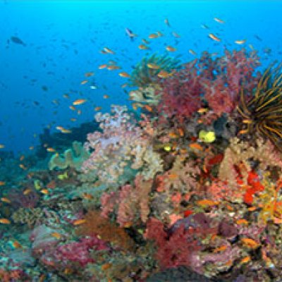 Colourful coral on the ocean floor, surrounded by small fish and blue water in the background.